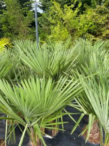 Palmier - Trachycarpus Fortunei - Palmier en éventail de Chine - Palmier à chanvre - 140-160 cm Pot compris - Hauteur du tronc 30-40 cm