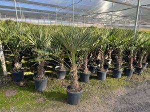 Palmier - Trachycarpus Fortunei - Palmier en éventail de Chine - Palmier à chanvre - 140-160 cm Pot compris - Hauteur du tronc 30-40 cm