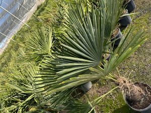 Palmier - Trachycarpus Fortunei - Palmier en éventail de Chine - Palmier à chanvre - 140-160 cm Pot compris - Hauteur du tronc 30-40 cm