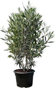 Olivier Olea Europea Arbuste Résistant Froid Feuillage Persistant Décoration Extérieure Méditerranéenne 80-100cm