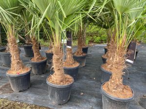 Palmier - Trachycarpus Fortunei - Palmier en éventail de Chine - Palmier à chanvre - 140-160 cm Pot compris - Hauteur du tronc 30-40 cm