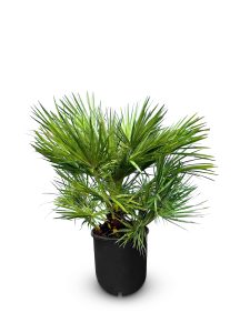 Chamaerops Humilis Palmier nain européen, à feuilles persistantes, résistant au froid, hauteur 80 cm avec pot