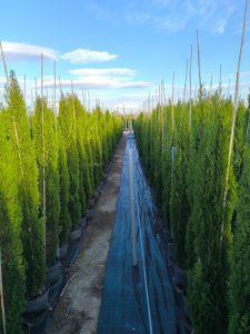 Totem Cypres Italien 150-160 CM Cupressus Sempervirens - Résistant au gel jusqu'à -18 - Conifère à feuillage persistant - Cyprès