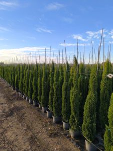 Totem Cypres Italien 150-160 CM Cupressus Sempervirens - Résistant au gel jusqu'à -18 - Conifère à feuillage persistant - Cyprès