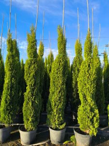 Totem Cypres Italien 150-160 CM Cupressus Sempervirens - Résistant au gel jusqu'à -18 - Conifère à feuillage persistant - Cyprès