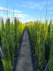 Totem Cypres Italien 150-160 CM Cupressus Sempervirens - Résistant au gel jusqu'à -18 - Conifère à feuillage persistant - Cyprès