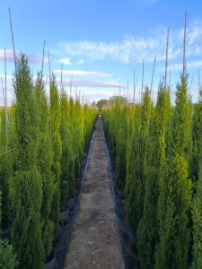 Totem Cypres Italien 150-160 CM Cupressus Sempervirens - Résistant au gel jusqu'à -18 - Conifère à feuillage persistant - Cyprès
