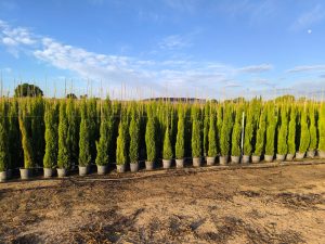 Totem Cypres Italien 150-160 CM Cupressus Sempervirens - Résistant au gel jusqu'à -18 - Conifère à feuillage persistant - Cyprès