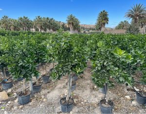 Citronnier – Citrus limon – Hauteur 150 cm – Arbre fruitier – Agrume – Qualité A+