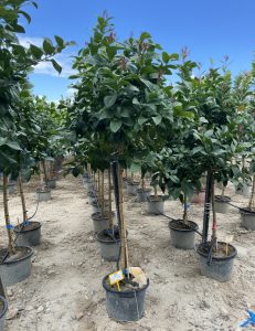 Citronnier – Citrus limon – Hauteur 150 cm – Arbre fruitier – Agrume – Qualité A+