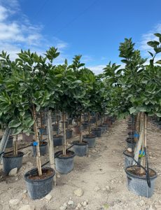 Citronnier – Citrus limon – Hauteur 150 cm – Arbre fruitier – Agrume – Qualité A+