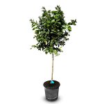 Citronnier – Citrus limon – Hauteur 150 cm – Arbre fruitier – Agrume – Qualité A+