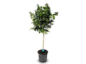 Citronnier – Citrus limon – Hauteur 150 cm – Arbre fruitier – Agrume – Qualité A+