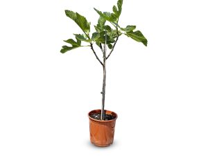 Ficus Carica 100 cm – Figue sucrée – Arbre fruitier – Plante – A+ – Produit chaque année de délicieuses figues sucrées comestibles