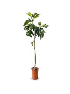 Ficus Carica 160 cm – Figue sucrée – Arbre fruitier – Plante – A+ – Produit chaque année de délicieuses figues sucrées comestibles