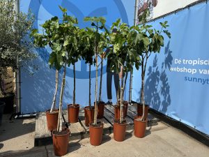 Ficus Carica 160 cm – Figue sucrée – Arbre fruitier – Plante – A+ – Produit chaque année de délicieuses figues sucrées comestibles
