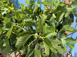 Ficus Carica 160 cm – Figue sucrée – Arbre fruitier – Plante – A+ – Produit chaque année de délicieuses figues sucrées comestibles