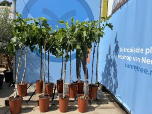 Ficus Carica 160 cm – Figue sucrée – Arbre fruitier – Plante – A+ – Produit chaque année de délicieuses figues sucrées comestibles