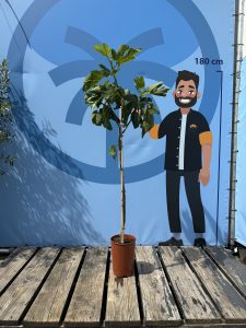 Ficus Carica 160 cm – Figue sucrée – Arbre fruitier – Plante – A+ – Produit chaque année de délicieuses figues sucrées comestibles
