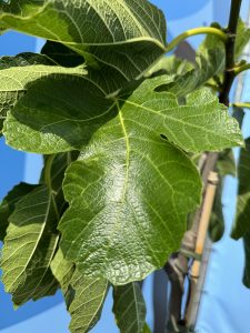 Ficus Carica 160 cm – Figue sucrée – Arbre fruitier – Plante – A+ – Produit chaque année de délicieuses figues sucrées comestibles