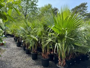 Palmier Washingtonia Robusta multi-troncs – 140–160 cm avec pot – Palmier éventail du Mexique