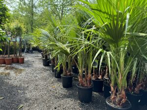 Palmier Washingtonia Robusta multi-troncs – 140–160 cm avec pot – Palmier éventail du Mexique