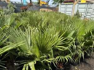 Palmier Washingtonia Robusta multi-troncs – 140–160 cm avec pot – Palmier éventail du Mexique