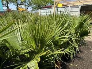 Palmier Washingtonia Robusta multi-troncs – 140–160 cm avec pot – Palmier éventail du Mexique