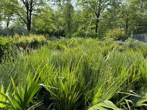 Palmier Washingtonia Robusta multi-troncs – 140–160 cm avec pot – Palmier éventail du Mexique