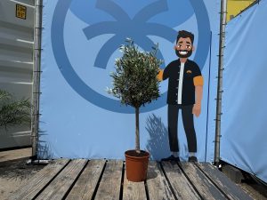 Olivier méditerranéen Olea europaea 100 cm – Résistant au gel jusqu’à -18 °C – Ambiance méditerranéenne pour le jardin et la terrasse – 10 ans