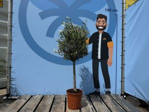 Olivier méditerranéen Olea europaea 100 cm – Résistant au gel jusqu’à -18 °C – Ambiance méditerranéenne pour le jardin et la terrasse – 10 ans