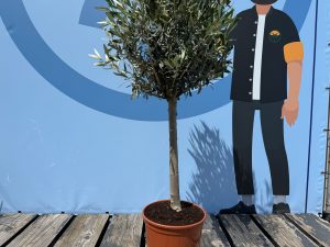 Olivier méditerranéen Olea europaea 100 cm – Résistant au gel jusqu’à -18 °C – Ambiance méditerranéenne pour le jardin et la terrasse – 10 ans