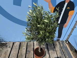 Olivier méditerranéen Olea europaea 100 cm – Résistant au gel jusqu’à -18 °C – Ambiance méditerranéenne pour le jardin et la terrasse – 10 ans