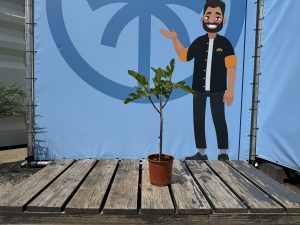 Ficus Carica 100 cm – Figue sucrée – Arbre fruitier – Plante – A+ – Produit chaque année de délicieuses figues sucrées comestibles