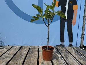 Ficus Carica 100 cm – Figue sucrée – Arbre fruitier – Plante – A+ – Produit chaque année de délicieuses figues sucrées comestibles