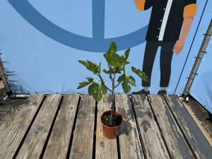 Ficus Carica 100 cm – Figue sucrée – Arbre fruitier – Plante – A+ – Produit chaque année de délicieuses figues sucrées comestibles