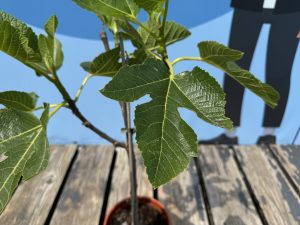 Ficus Carica 100 cm – Figue sucrée – Arbre fruitier – Plante – A+ – Produit chaque année de délicieuses figues sucrées comestibles