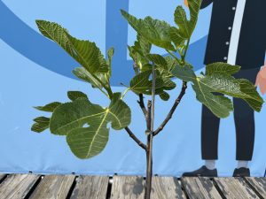 Ficus Carica 100 cm – Figue sucrée – Arbre fruitier – Plante – A+ – Produit chaque année de délicieuses figues sucrées comestibles