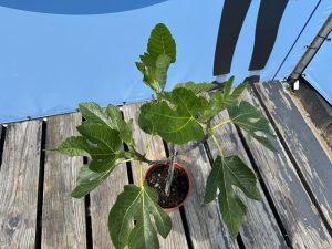 Ficus Carica 100 cm – Figue sucrée – Arbre fruitier – Plante – A+ – Produit chaque année de délicieuses figues sucrées comestibles