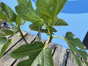 Ficus Carica 100 cm – Figue sucrée – Arbre fruitier – Plante – A+ – Produit chaque année de délicieuses figues sucrées comestibles