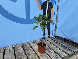 Ficus Carica 100 cm – Figue sucrée – Arbre fruitier – Plante – A+ – Produit chaque année de délicieuses figues sucrées comestibles