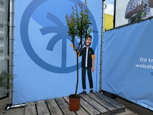 Grenadier – Résistant au froid – Arbre fruitier – Punica Granatum – Hauteur 160 cm – Qualité A+