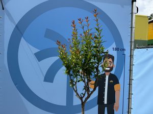 Grenadier – Résistant au froid – Arbre fruitier – Punica Granatum – Hauteur 160 cm – Qualité A+