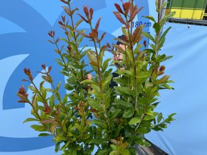 Grenadier – Résistant au froid – Arbre fruitier – Punica Granatum – Hauteur 160 cm – Qualité A+