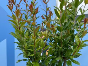 Grenadier – Résistant au froid – Arbre fruitier – Punica Granatum – Hauteur 160 cm – Qualité A+