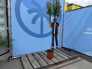 Grenadier – Résistant au froid – Arbre fruitier – Punica Granatum – Hauteur 160 cm – Qualité A+