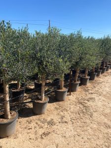 Olivier "25 ans" 160 centimètres, A+ Qualität, olivier rustique et à feuilles persistantes, Olea Lechin Coeur d'hiver à -18