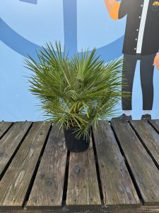Chamaerops Humilis Palmier nain européen, à feuilles persistantes, résistant au froid, hauteur 80 cm avec pot