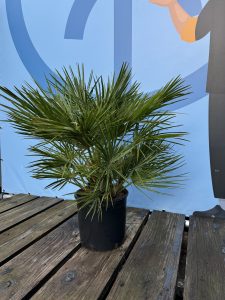 Chamaerops Humilis Palmier nain européen, à feuilles persistantes, résistant au froid, hauteur 80 cm avec pot