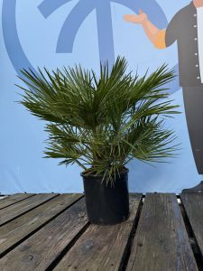Chamaerops Humilis Palmier nain européen, à feuilles persistantes, résistant au froid, hauteur 80 cm avec pot